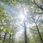 NATURE IMMERSIVE ☀️🧘‍♀️🌳SILENT DAY RETREAT
