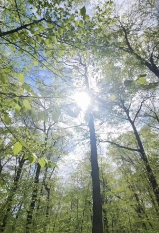 NATURE IMMERSIVE ☀️🧘‍♀️🌳SILENT DAY RETREAT